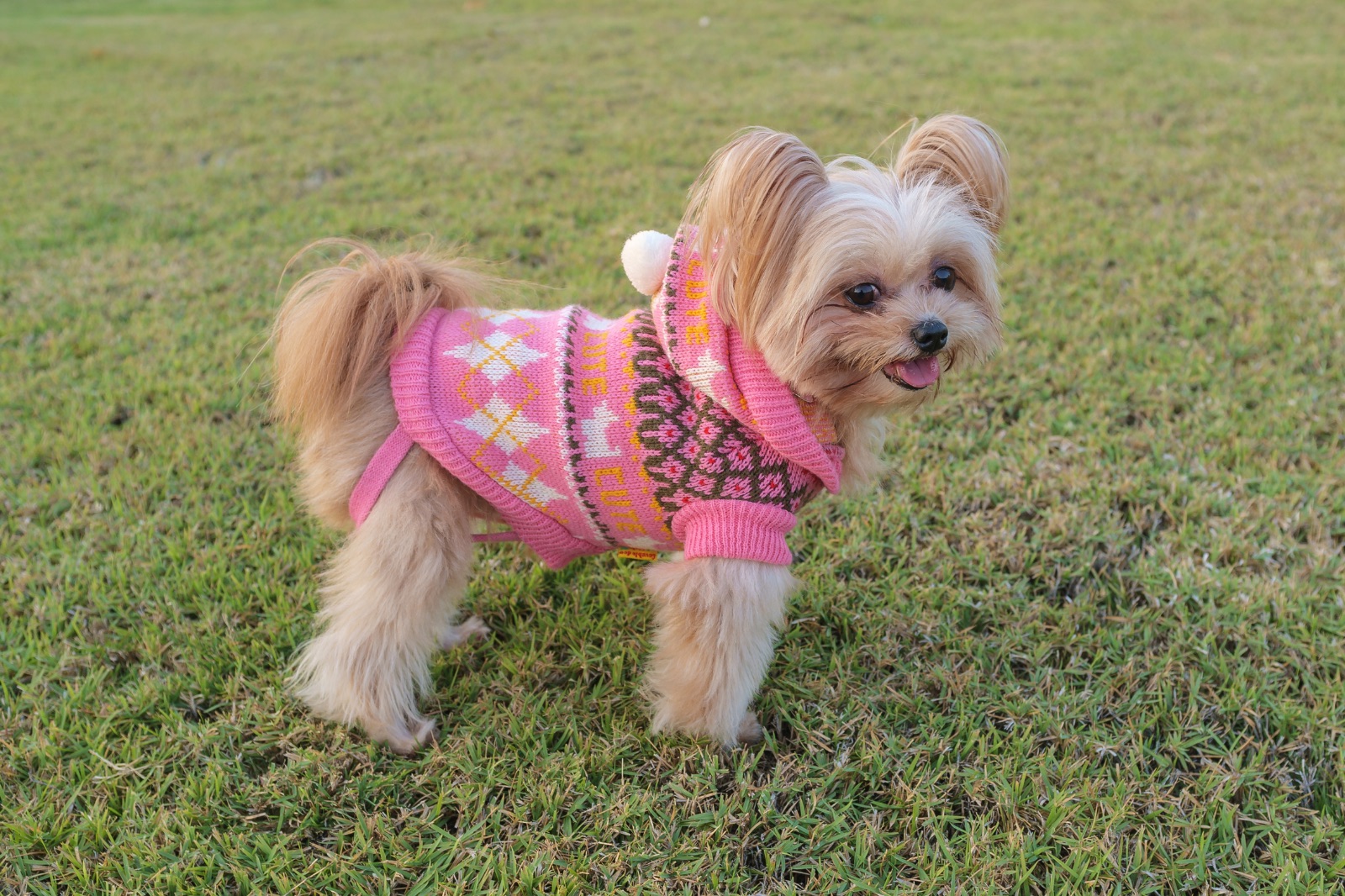 Dog Dress