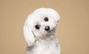 Pet Accessories